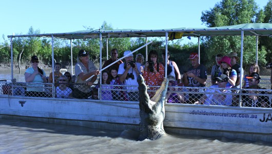 Adelaide river croc cruises enable you to get up close and personal with big beast and see the famous croc Brutus